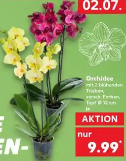 Kaufland Orchidee Angebot
