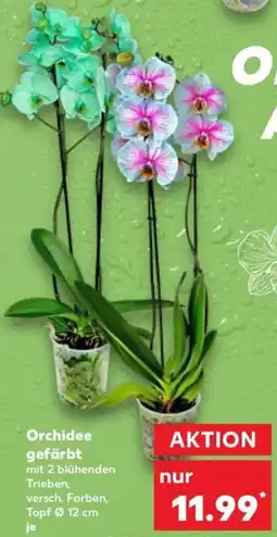 Kaufland Orchidee gefärbt Angebot