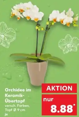 Kaufland Orchidee im Keramik Übertopf Angebot