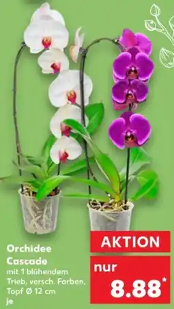 Kaufland Orchidee Cascade Angebot