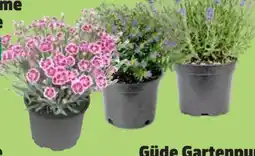 Thomas Philipps Lavendel Angebot