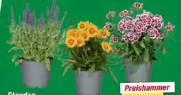 toom Baumarkt Stauden Angebot