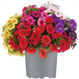 toom Baumarkt Sommerblumen Mix Angebot