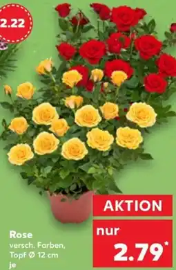 Kaufland Rose Angebot