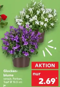 Kaufland Glockenblume Angebot