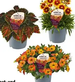 Hagebau Beet-Balkonpflanzen Indian Summer Angebot