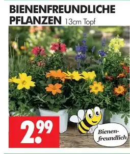 Wreesmann Bienenfreundliche pflanzen Angebot