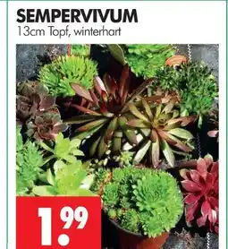 Wreesmann Sempervivum Angebot