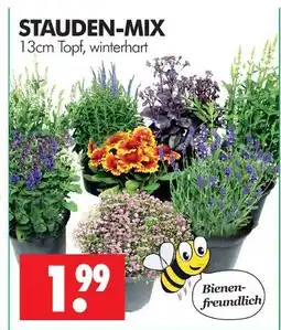 Wreesmann Stauden-mix Angebot