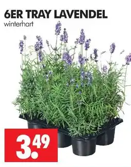 Wreesmann Winterhart 6er tray lavendel Angebot