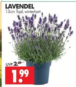 Wreesmann Lavendel Angebot