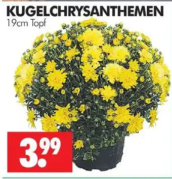 Wreesmann Kugelchrysanthemen Angebot