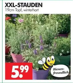 Wreesmann Xxl-stauden Angebot