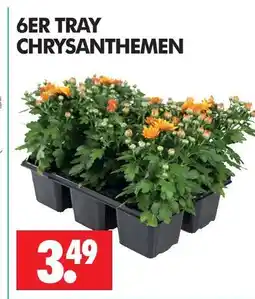 Wreesmann Chrysanthemen Angebot