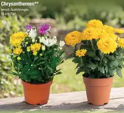 Zimmermann Chrysanthemen Angebot