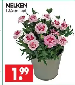 Wreesmann Nelken Angebot