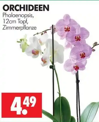 Wreesmann Orchideen Angebot