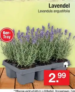 Zimmermann Lavendel Angebot