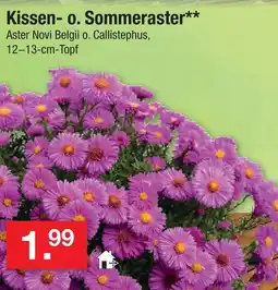 Zimmermann Kissen- o. sommeraster Angebot