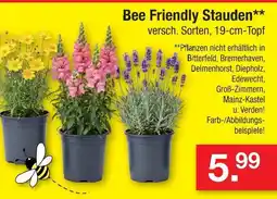 Zimmermann Bee friendly stauden Angebot