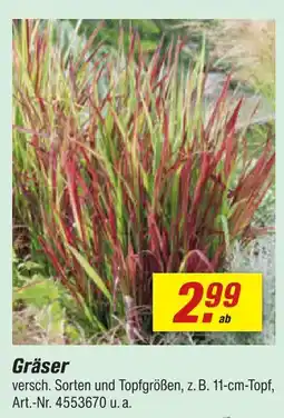 toom Baumarkt Gräser Angebot