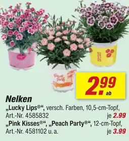 toom Baumarkt Nelken Angebot