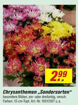 toom Baumarkt Chrysanthemen „sondersorten“ Angebot