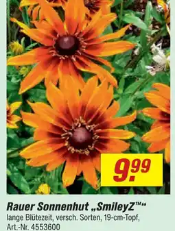 toom Baumarkt Bauer sonnenhut smileyz Angebot