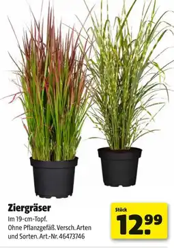 Hagebau Ziergräser Angebot