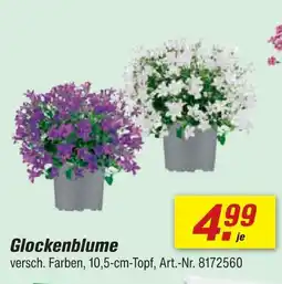 toom Baumarkt Glockenblume Angebot