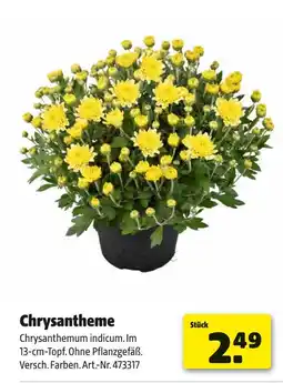 Hagebau Chrysantheme Angebot