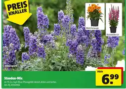 Hagebau Stauden-mix Angebot