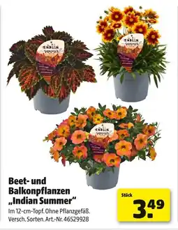 Hagebau Beet- und balkonpflanzen „indian summer“ Angebot