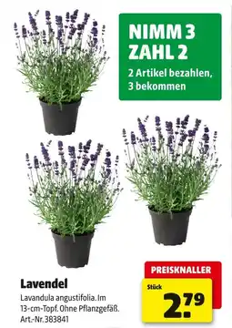 Hagebau Lavendel Angebot
