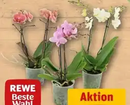 REWE Center Rewe Beste Wahl Tischorchidee Angebot