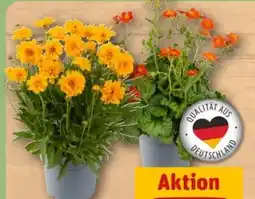 REWE Center Bauerngarten-Stauden Angebot