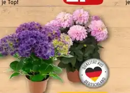 REWE Center Hortensien Angebot