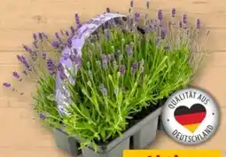 REWE Center Lavendel Angebot
