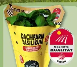 REWE Center Dachfarm Basilikum Angebot