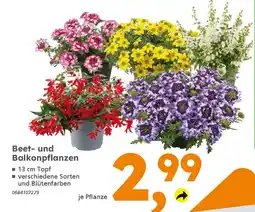 Globus Baumarkt Beet- und Balkonpflanzen Angebot