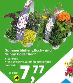 Globus Baumarkt Sommerblüher „Rock- und Sunny Collection" Angebot