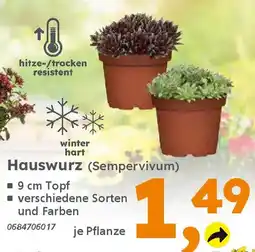 Globus Baumarkt Hauswurz (Sempervivum) Angebot