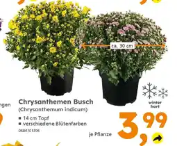 Globus Baumarkt Chrysanthemen Busch (Chrysanthemum indicum) Angebot