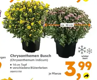Globus Baumarkt Chrysanthemen Busch (Chrysanthemum indicum) Angebot