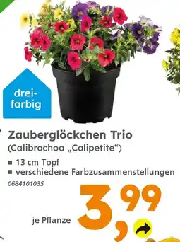 Globus Baumarkt Zauberglöckchen Trio (Calibrachoa,,Calipetite") Angebot