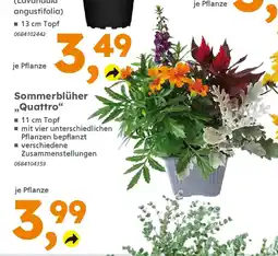 Globus Baumarkt Sommerblüher "Quattro" Angebot