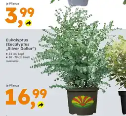 Globus Baumarkt Eukalyptus (Eucalyptus ,,Silver Dollar") Angebot