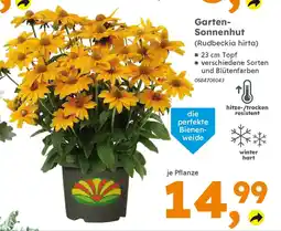 Globus Baumarkt Garten- Sonnenhut (Rudbeckia hirta) Angebot