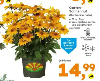 Globus Baumarkt Garten- Sonnenhut (Rudbeckia hirta) Angebot