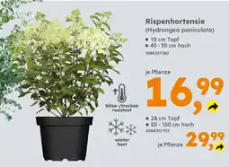 Globus Baumarkt Rispenhortensie (Hydrangea paniculata) Angebot